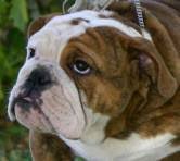 As the name suggests, it's a small dog at about 10 to 14 inches tall, weighing between 25 to 40 pounds. English Bulldog Color Chart Yerse