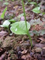 Image result for Ophioglossum reticulatum