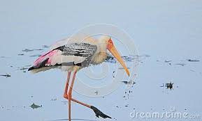 Bird With Red Neck And Head Painted Stork Bird Searching Food In Morass Water Of Pond Yellow Beak Body Neck And Head Are White Red Long Leg And Feather White Stork Bird Bird Painting