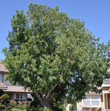 Image result for Afrocarpus falcatus