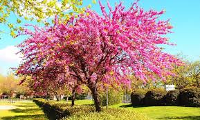 Resultado de imagen de arboles
