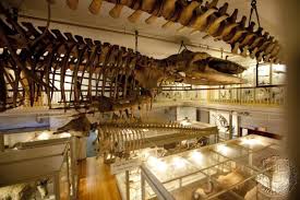 A recently opened exhibit at the harvard museum of natural history is climate change; Harvard Museum Of Natural History Naturefind