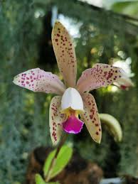 Image result for Cyrtorchis glaucifolia