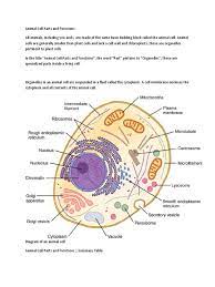 Animal cell all parts and functions. Animal Cell Definition Endoplasmic Reticulum Cell Biology