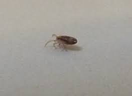 Here are our tips to remove dust mites from your bedroom, the easy way. Natureplus Thousands Of These In Bathroom And Bedroom Pls Help Id