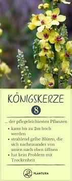 Pflegeleichte Pflanzen Die Top 10 Die Nicht Gegossen Werden Mussen Pflegeleichte Pflanzen Pflanzen Pflegeleichter Garten