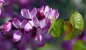 It is found across the american southwest, from california to utah and arizona. Cercis Occidentalis Western Redbud Tree For Sale