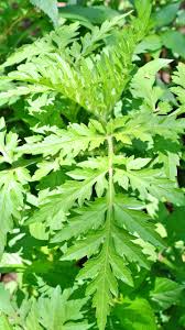 Image result for Bidens schimperi