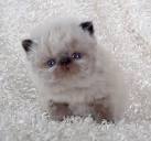 Teacup Persians For Sale | Teacup Persian Kittens For Sale ...