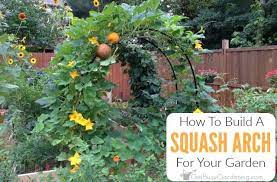 Having a squash arch in your garden is a lot like killing two birds with one stone. How To Build A Squash Arch For Your Garden Get Busy Gardening