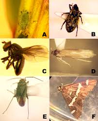 Image result for Suaeda sp. B