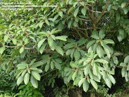 Image result for Ficus lutea