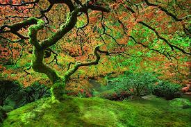 Simply Entitled The Tree Peace D Bodhi Portland Oregon Japanese Gardens Maple Tree Spring Landscape Surrea Japanese Maple Tree Bodhi Landscape