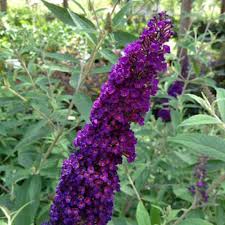 Image result for Buddleja pulchella