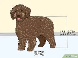 Spanish Water Dog Information & Dog Breed Facts | Dogell.Com