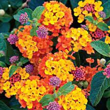Pin By Norma Breaux On Gardening Nature Annual Flowers Lantana Bulb Flowers
