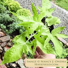 Image result for Ipomoea ommaneyi