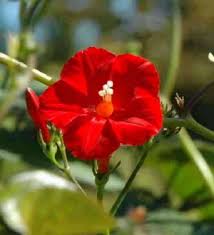 Image result for Ipomoea hederifolia