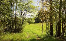 Your email address will not be published. Ever Green Forest Desktop Wallpaper Images Free Download