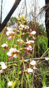 Image result for Tridactyle anthomaniaca