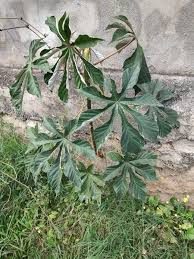 Image result for Cecropia pachystachya