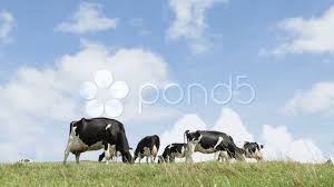 Cows On Horizon Stock Footage Horizon Cows Footage Stock Welsh Countryside Stock Footage Cow