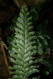 Image result for Trichomanes