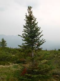 Image result for Pinaceae