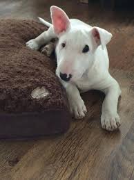 Paint Target Around His Eye And Bam Target S Mascot Puppy