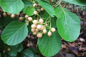 Image result for Cordia grandicalyx