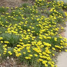 Große auswahl an gazania pflanze. Gazania Linearis Colorado Gold Colorado Gold Treasure Flower High Country Gardens