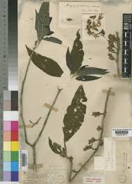 Image result for Anisotes formosissimus