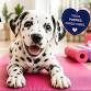 Dalmatian Puppy Yoga in Vaughan
