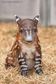 Image result for tapir