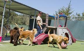 How To Start Up A Boarding Kennel Start Up Donut