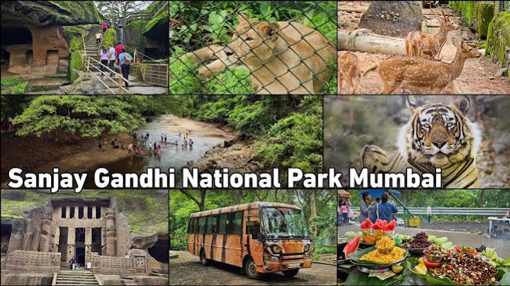 Mumbai News: Leopards In Sanjay Gandhi National Park-Aarey Increase By 15% in 6 Years To 54 - Report