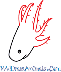Learn how to draw an axolotl! How To Draw An Axolotl