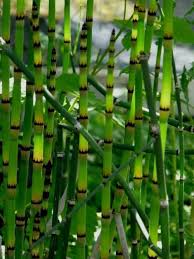 Horsetail Rush-Move over bamboo Horsetail is here and easy to grow ...