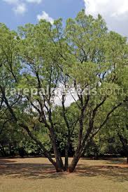 Image result for Bolusanthus speciosus