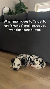 He hates my Target runs 😇 #dalmatian #dalamta #dalmatiansoftiktok  #dalmatiantok #puppytok #puppies #puppiesoftiktok #tiktokpup #tiktokpuppies  #fyp