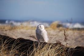 Birds Of Prey Cape Cod Ma Pin On My Own Cape Cod