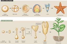 We did not find results for: Animal Development Reproduction Animal Asexual Biology Development En Plant Reproduction Science Sexual Zygote Glogster Edu Interactive Multimedia Posters