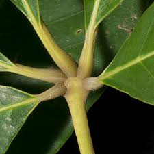 Image result for Vitex doniana