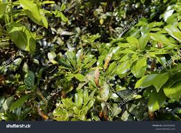 Image result for Cryptocarya