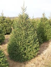 Due to extensive human exploitation of fennoscandian boreal forests during several centuries, old norway spruce trees have become exceedingly rare. Norway Spruce Fort Wayne Trees