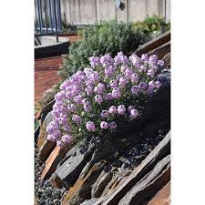 Image result for Eriosema shirense