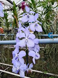 Image result for Vanda coerulea