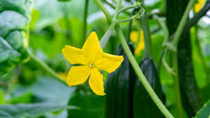 Image result for male flowers cucumber
