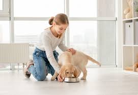 Why Is My Dog Vomiting White Foam Puppies Club