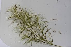 Image result for Najas horrida